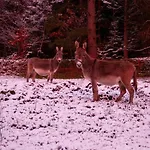 Апартаменты Gibbesbachhof Black Forest *