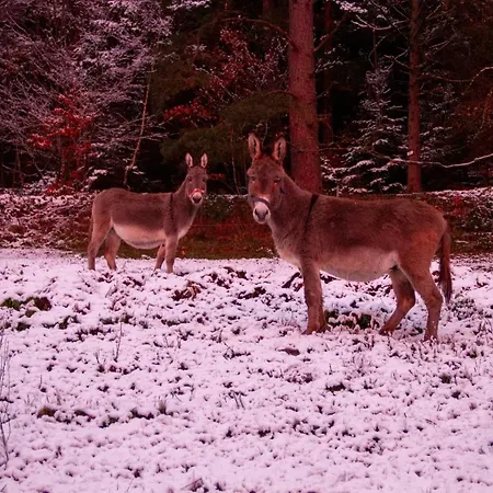 Apartmán Ferienwohungen Gibbesbachhof *